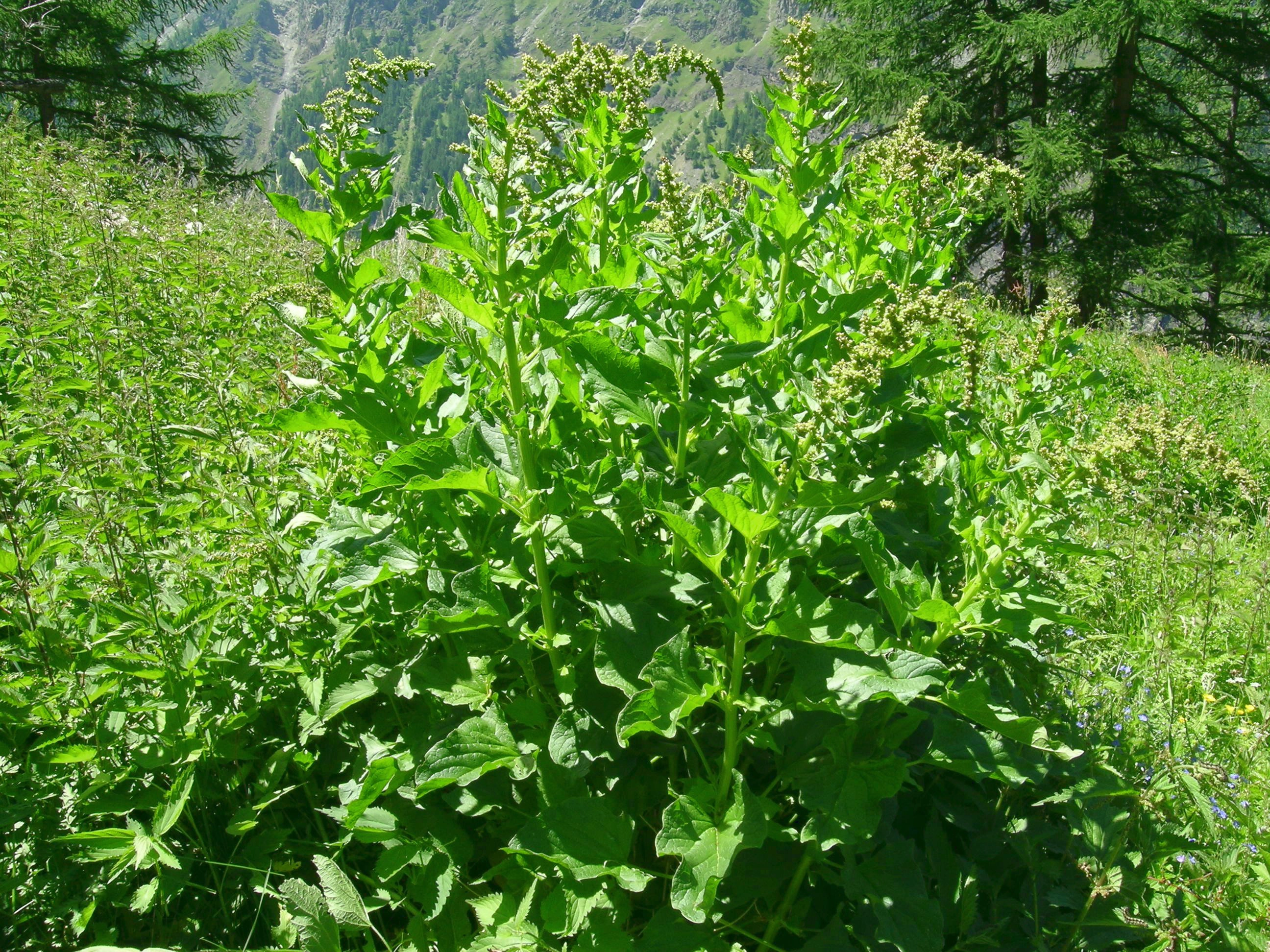 Chenopodium  bonus-henricus